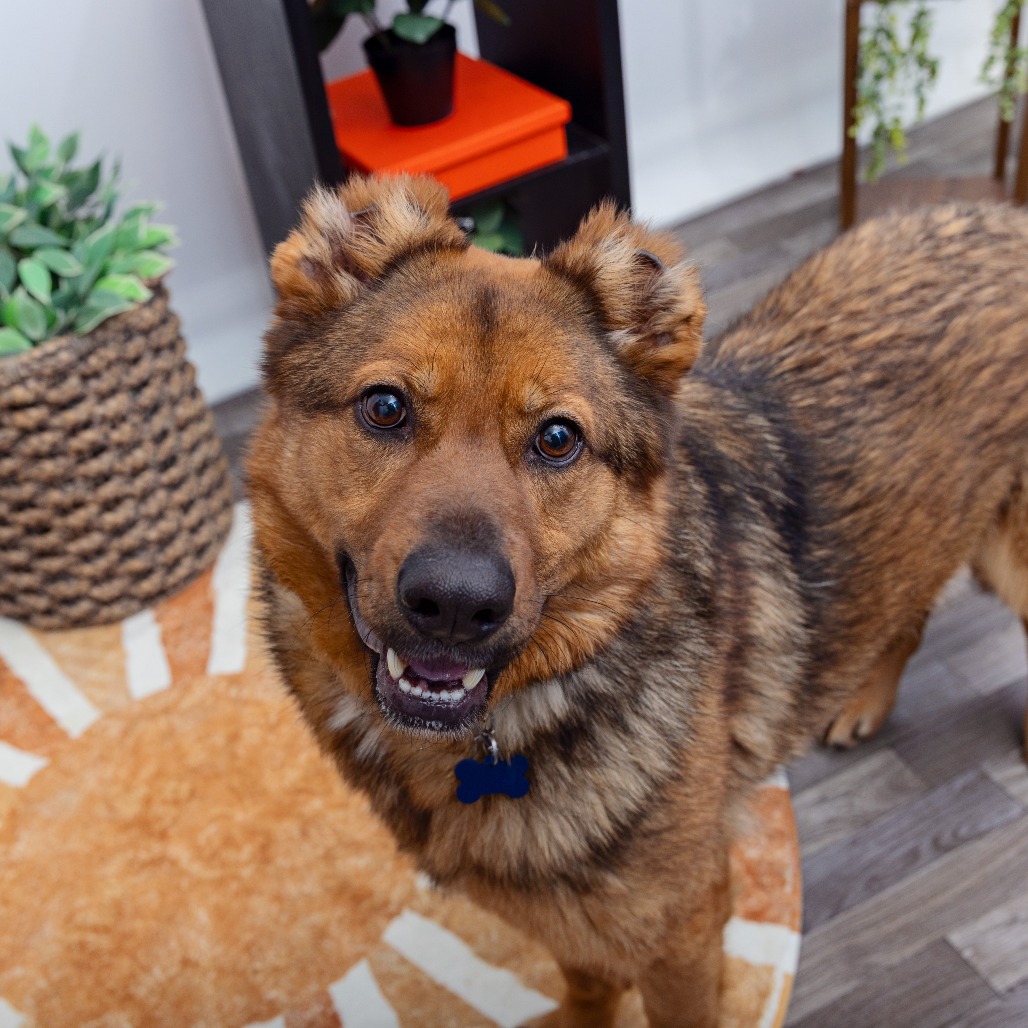 Hawthorne - Shepherd, German/Mix
