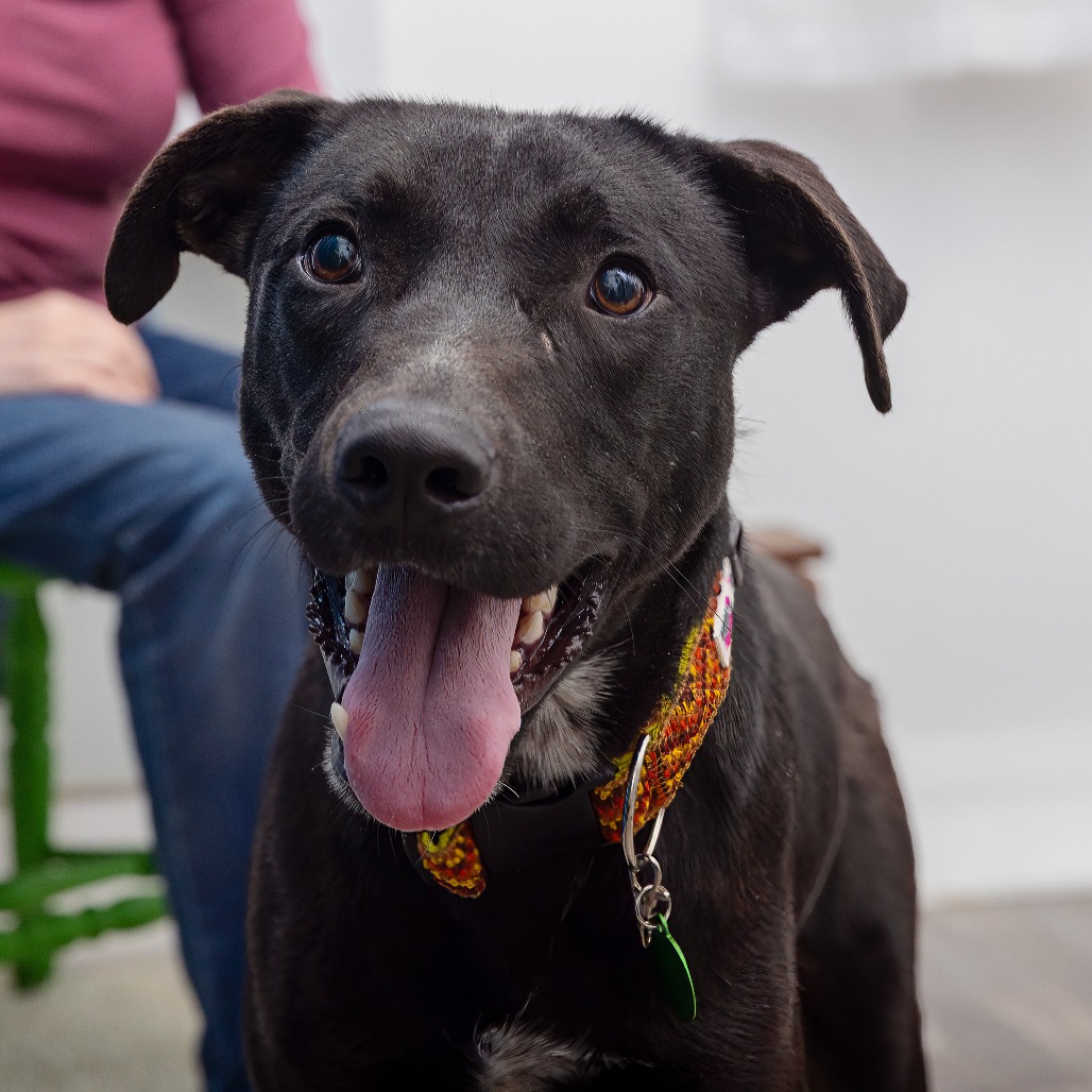 Carson - Retriever, Labrador/Mix