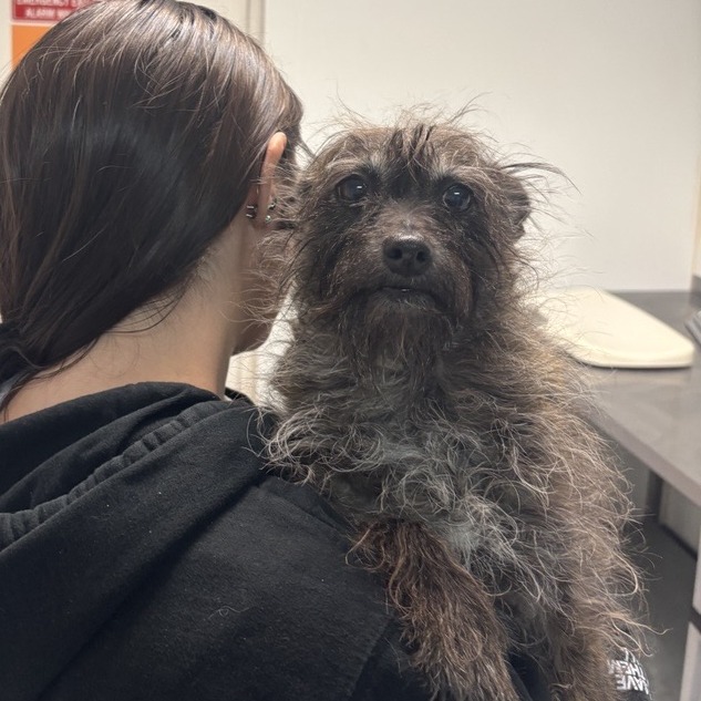 Roxie - Terrier, Cairn/Mixed Breed (Small)