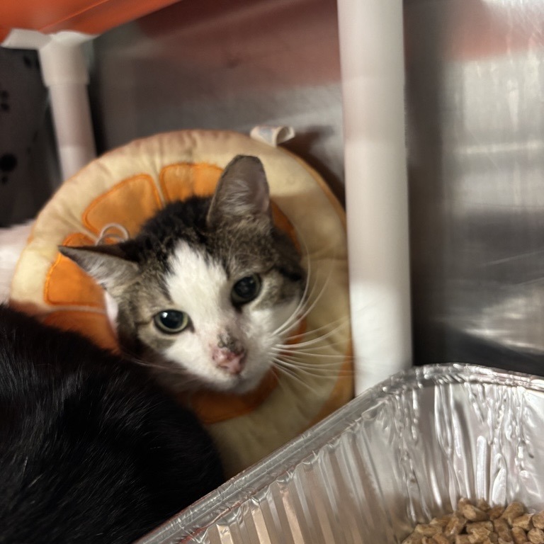 Mikey - Domestic Shorthair/Munchkin