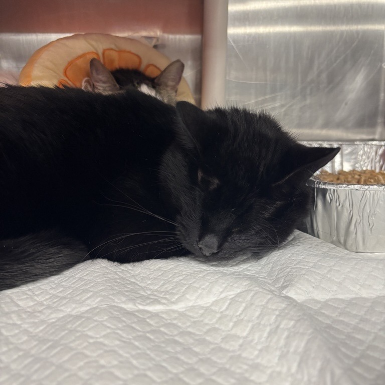 Boo - Domestic Shorthair