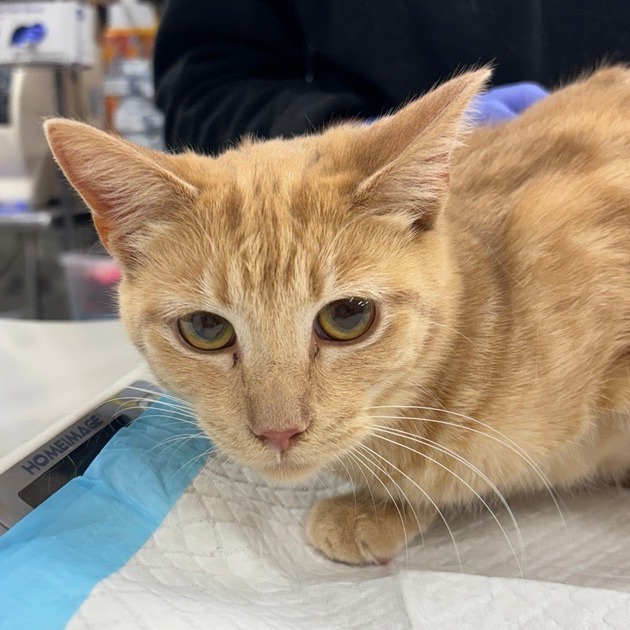 Pepper - Domestic Shorthair