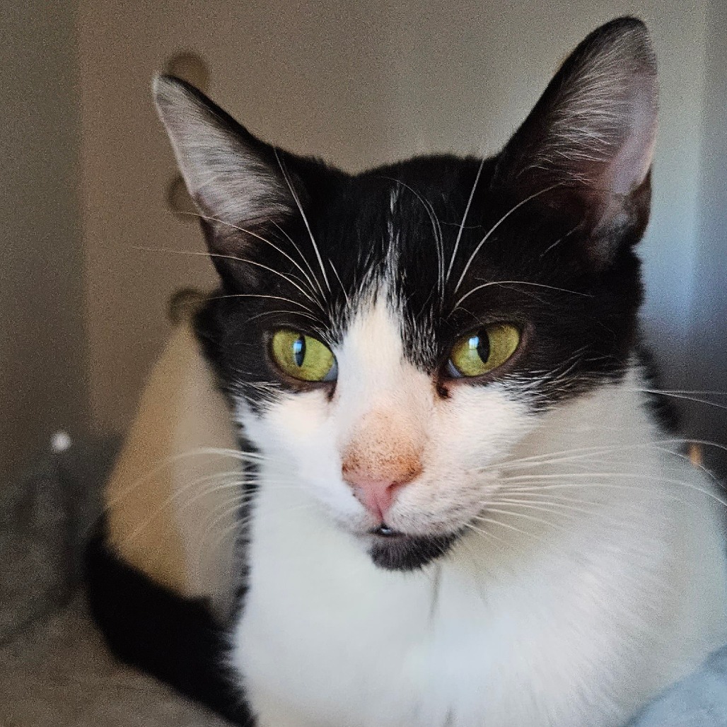 Eden - Domestic Shorthair