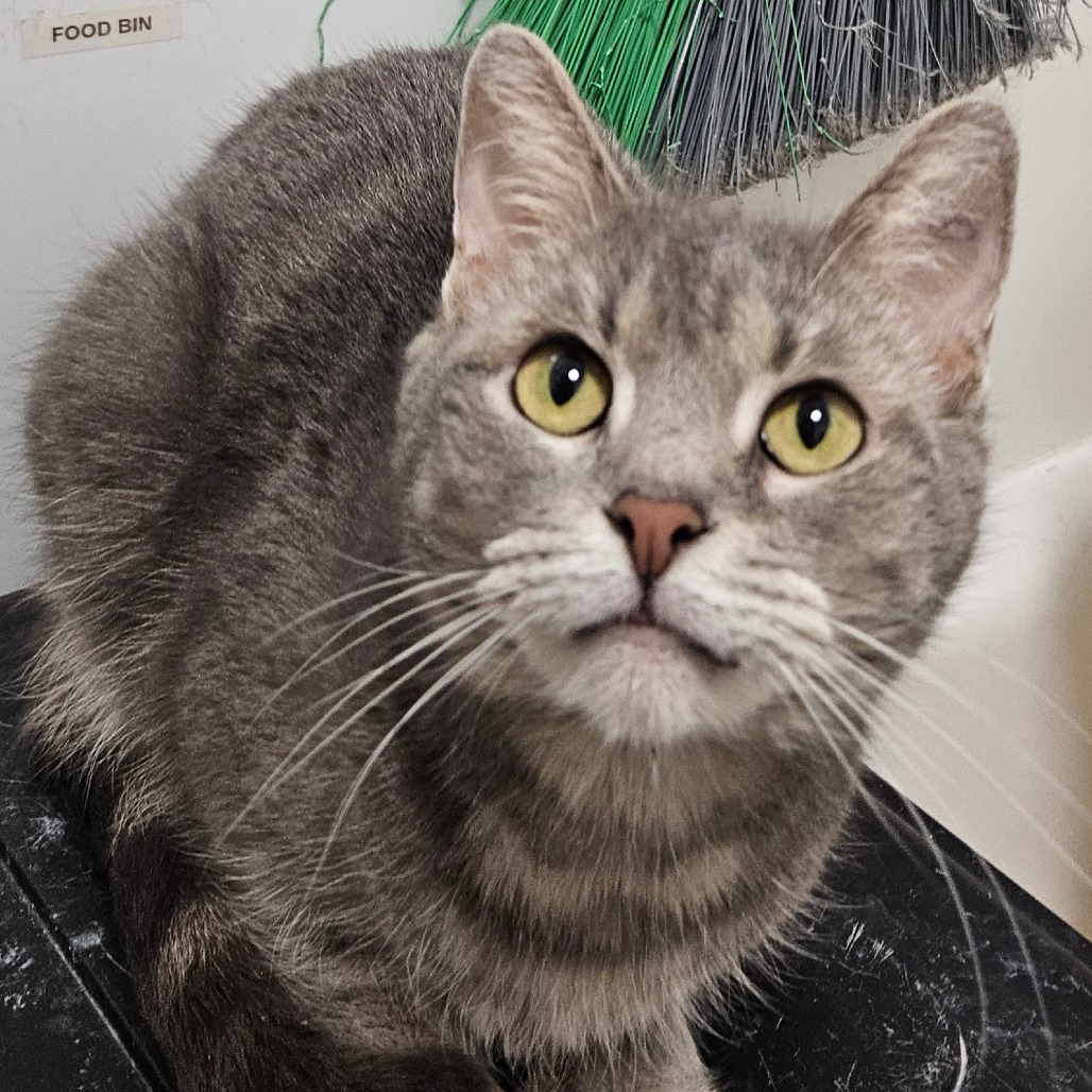 Little Foot - Domestic Shorthair