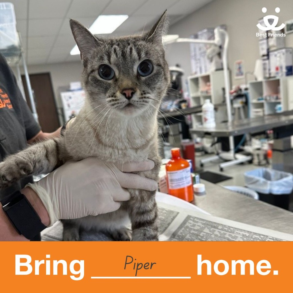 Piper - Domestic Shorthair