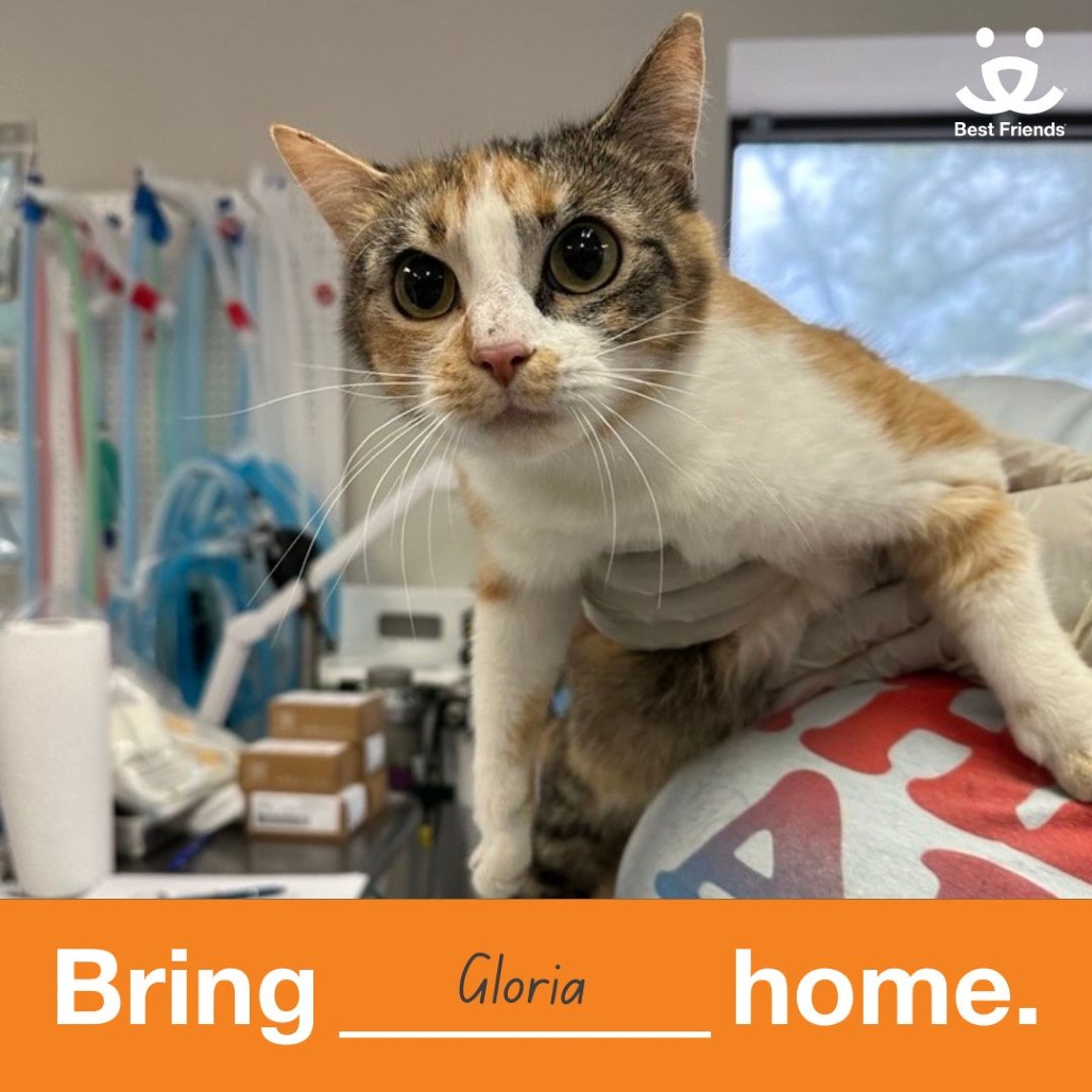 Gloria - Domestic Shorthair