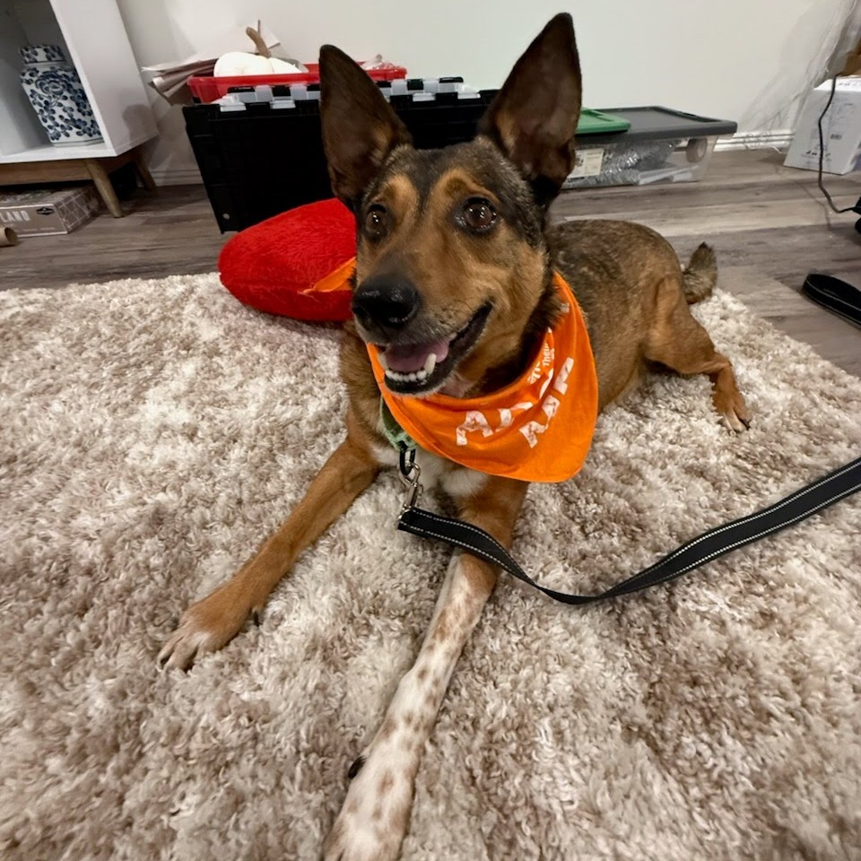 Doughnut - Mixed Breed (Medium)