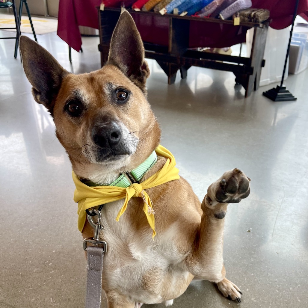 Duncan - Mixed Breed (Medium)