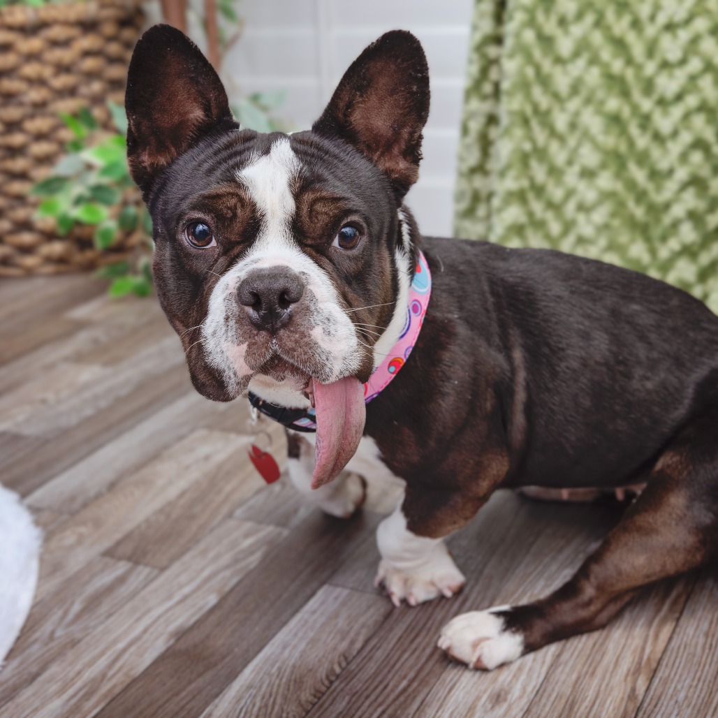 Arroyo - Bulldog, French/Mix