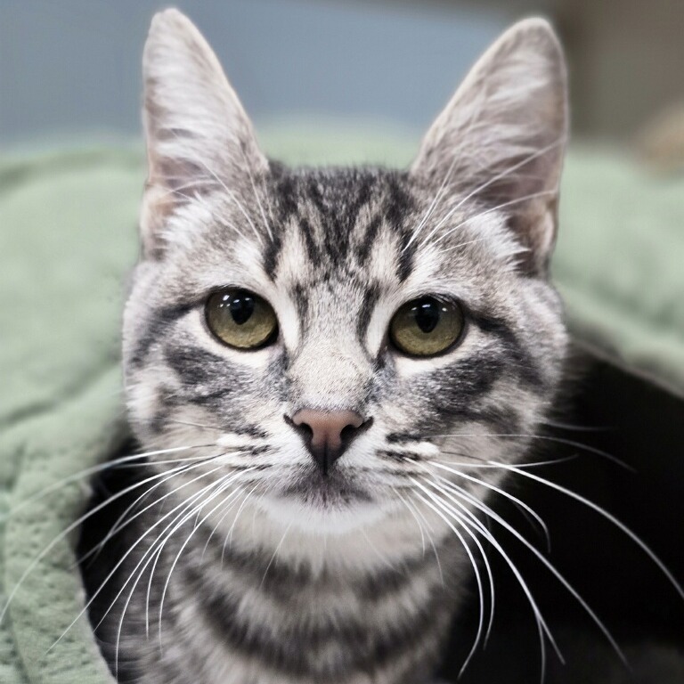 Wasabi - Domestic Shorthair