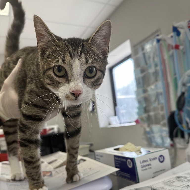 Roo - Domestic Shorthair