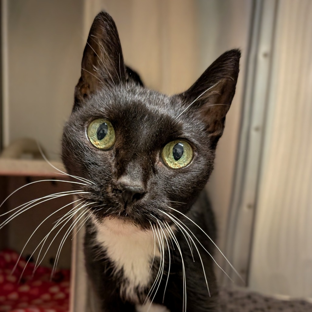 Phyllis - Domestic Shorthair