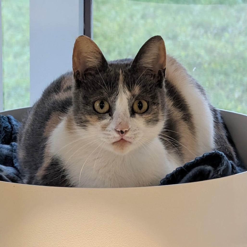 Beatrice - Domestic Shorthair