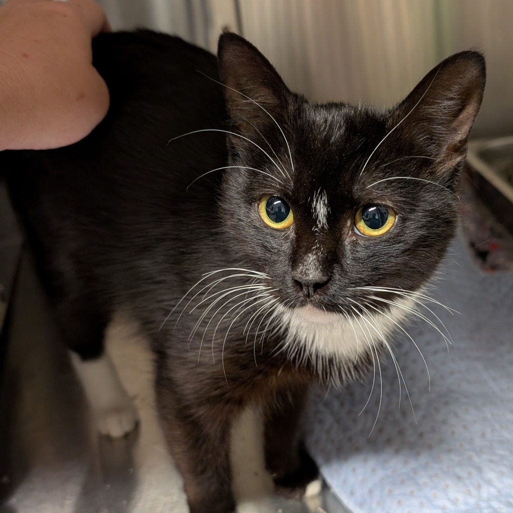 Moxie - Domestic Shorthair