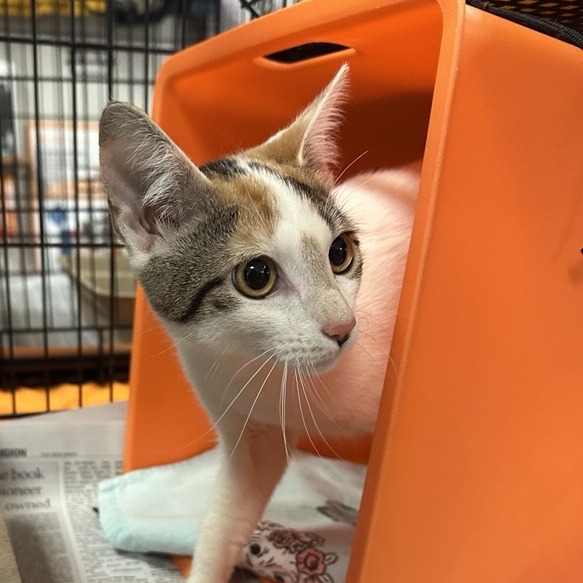 Addie - Domestic Shorthair