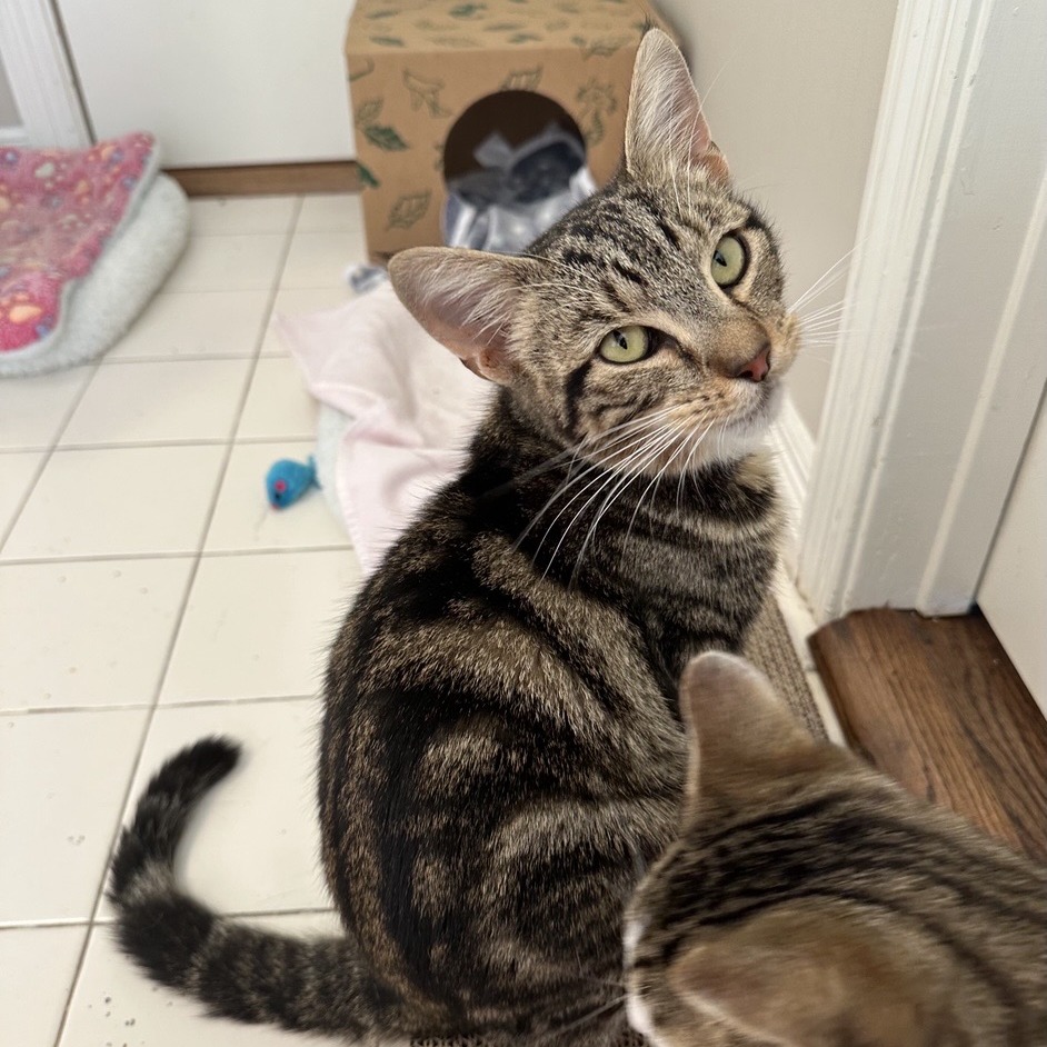 Griffin - Domestic Shorthair