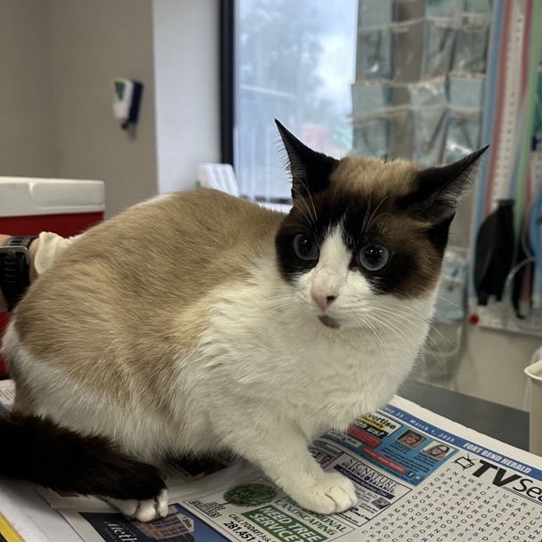 Sapphire - Domestic Shorthair