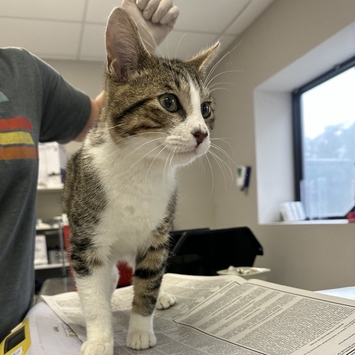 Ziggy - Domestic Shorthair