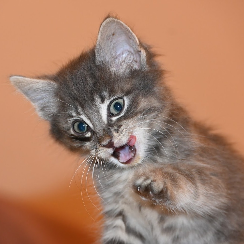 Kingsley - Domestic Shorthair