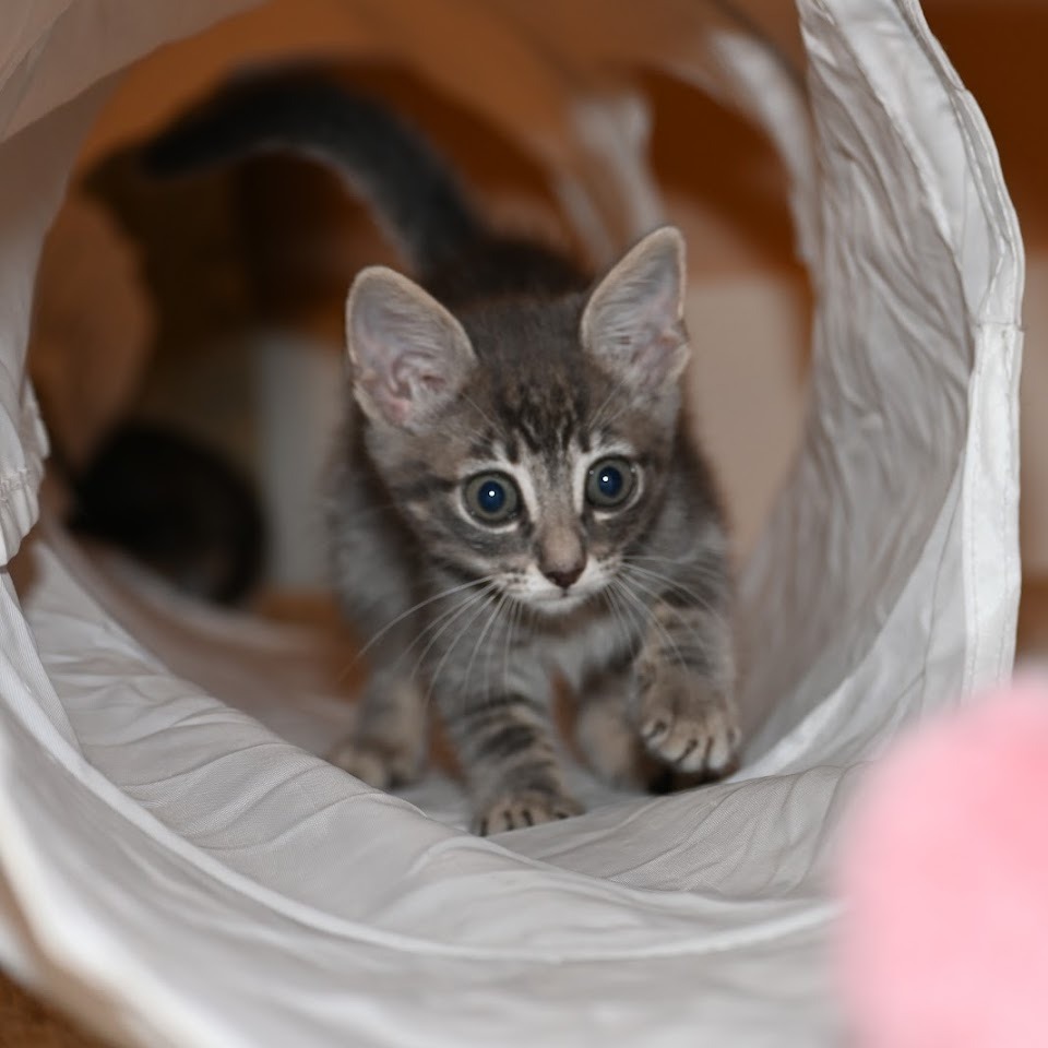 Fleur - Domestic Shorthair