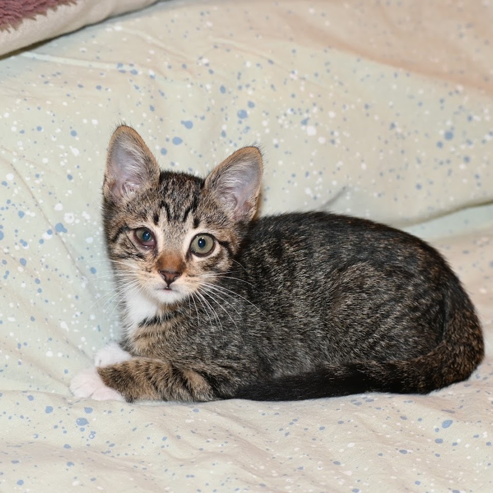Sirius - Domestic Shorthair