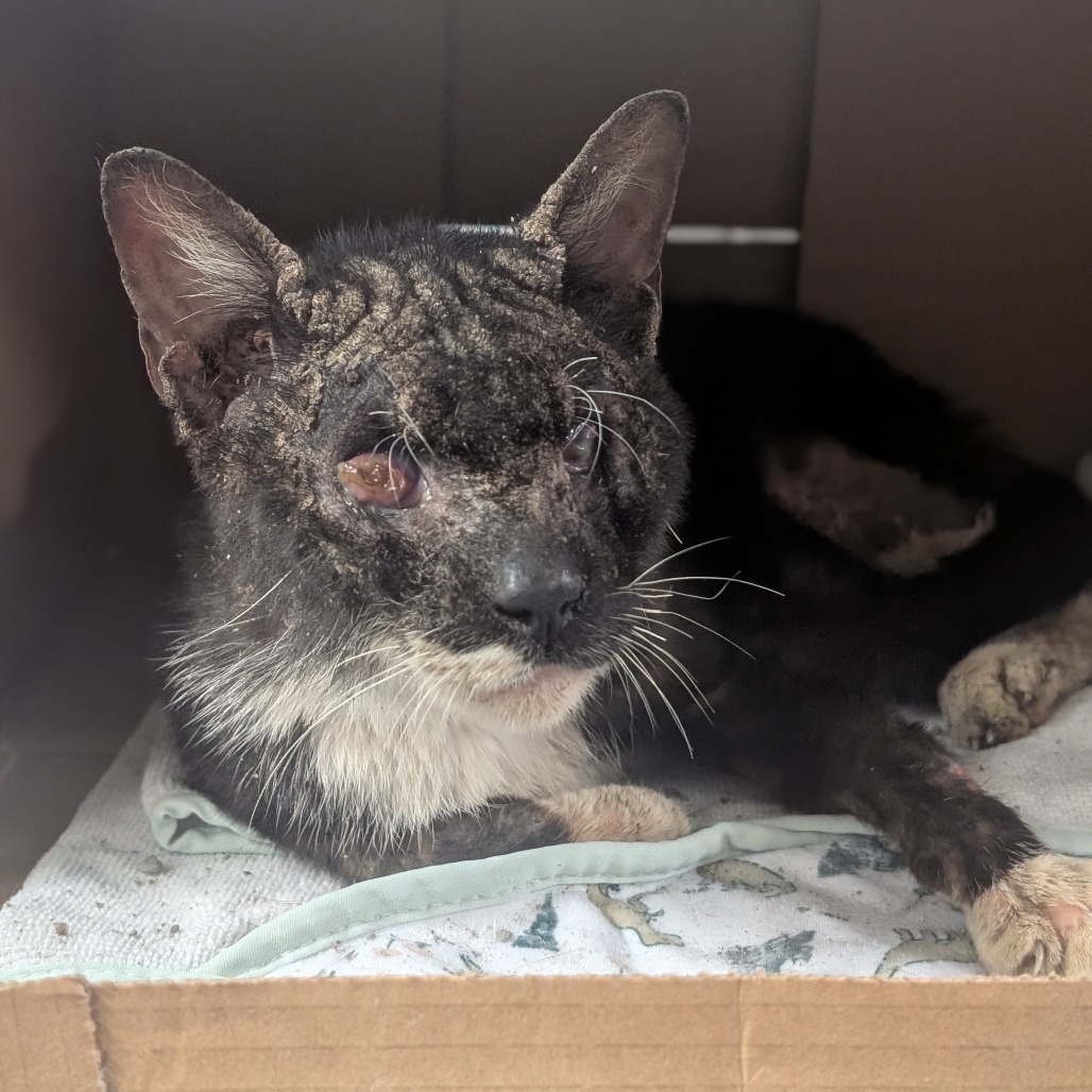 Murdock - Domestic Shorthair