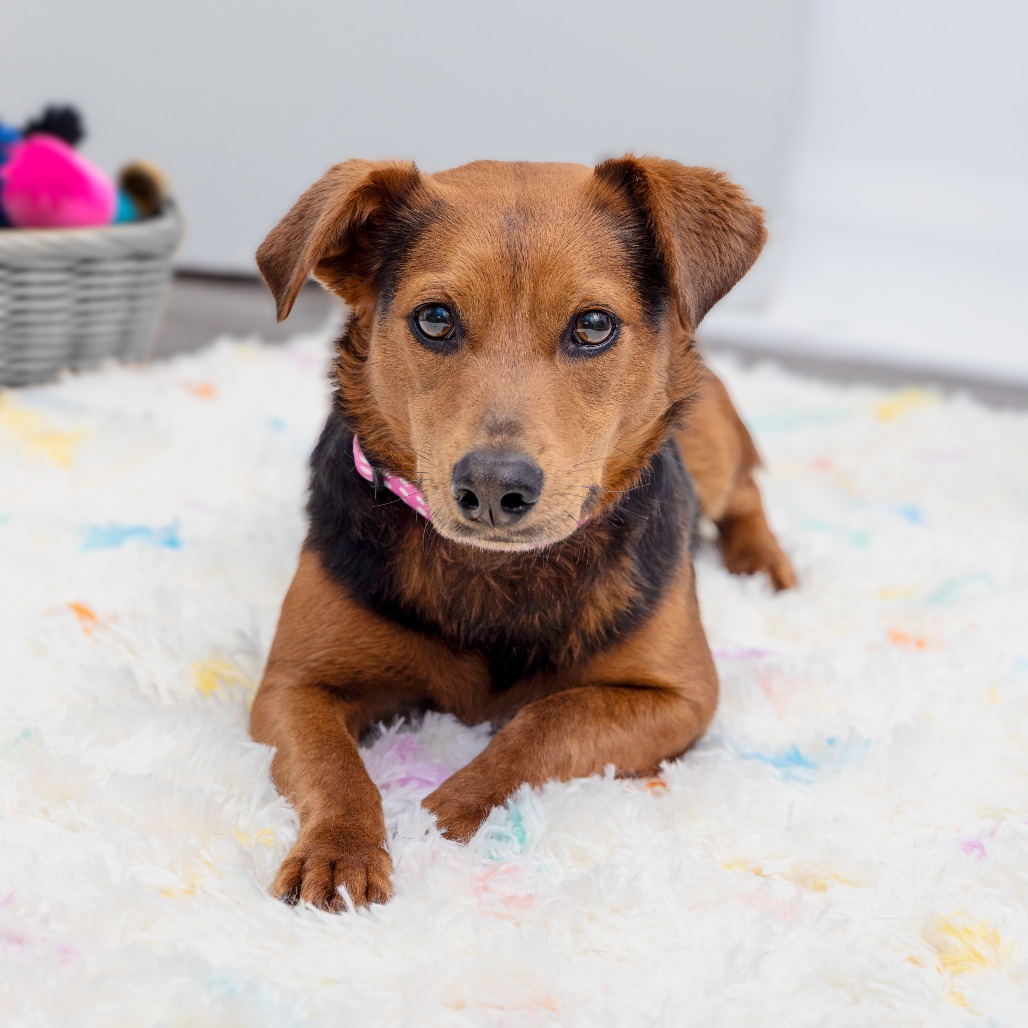 Clarinda - Shepherd/Mix