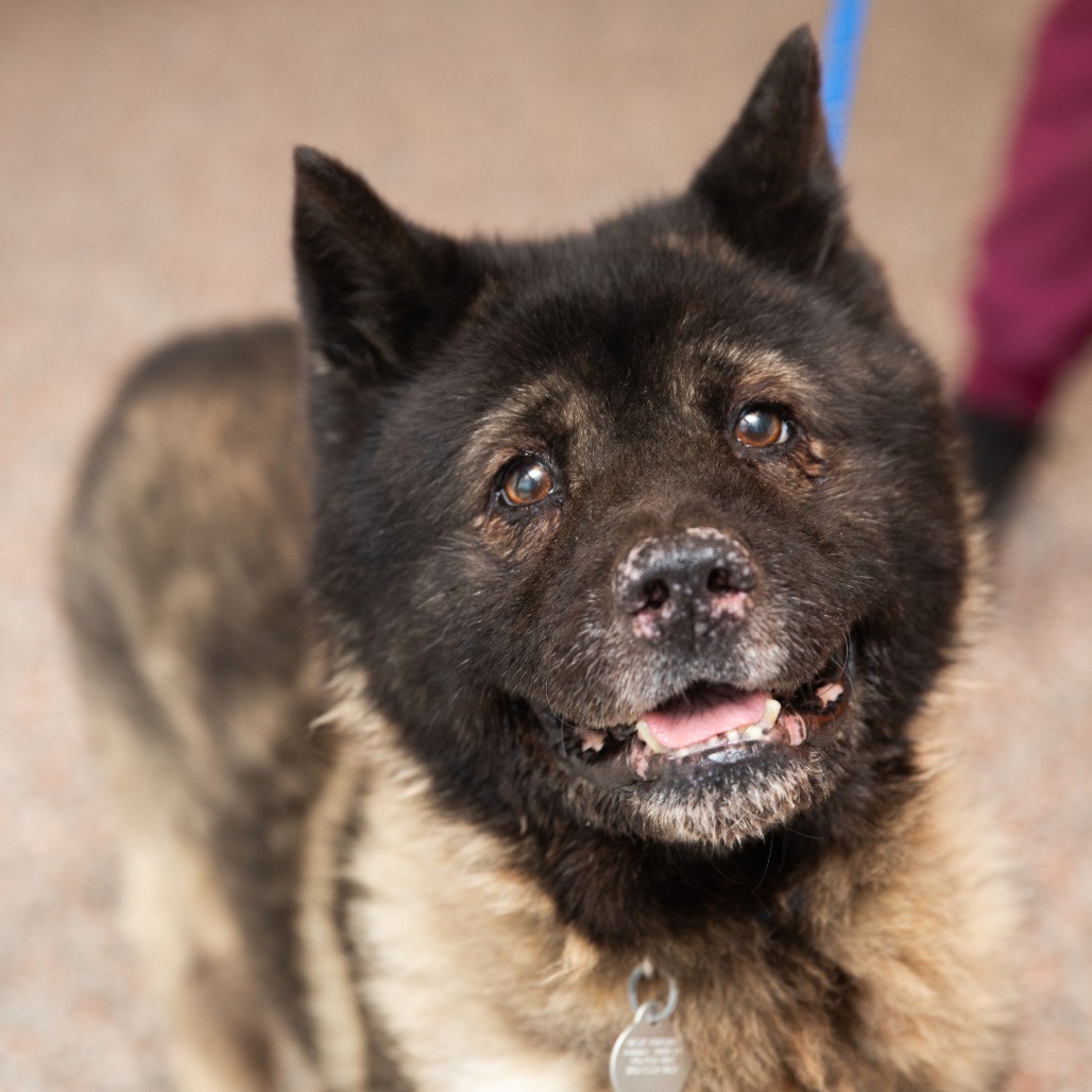 Ernest - Mixed Breed (Medium)/Akita