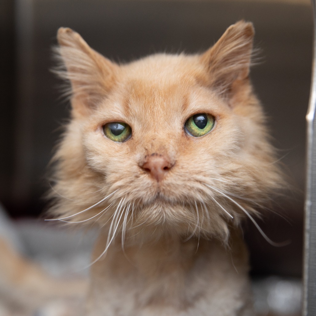 Ritz - Domestic Longhair
