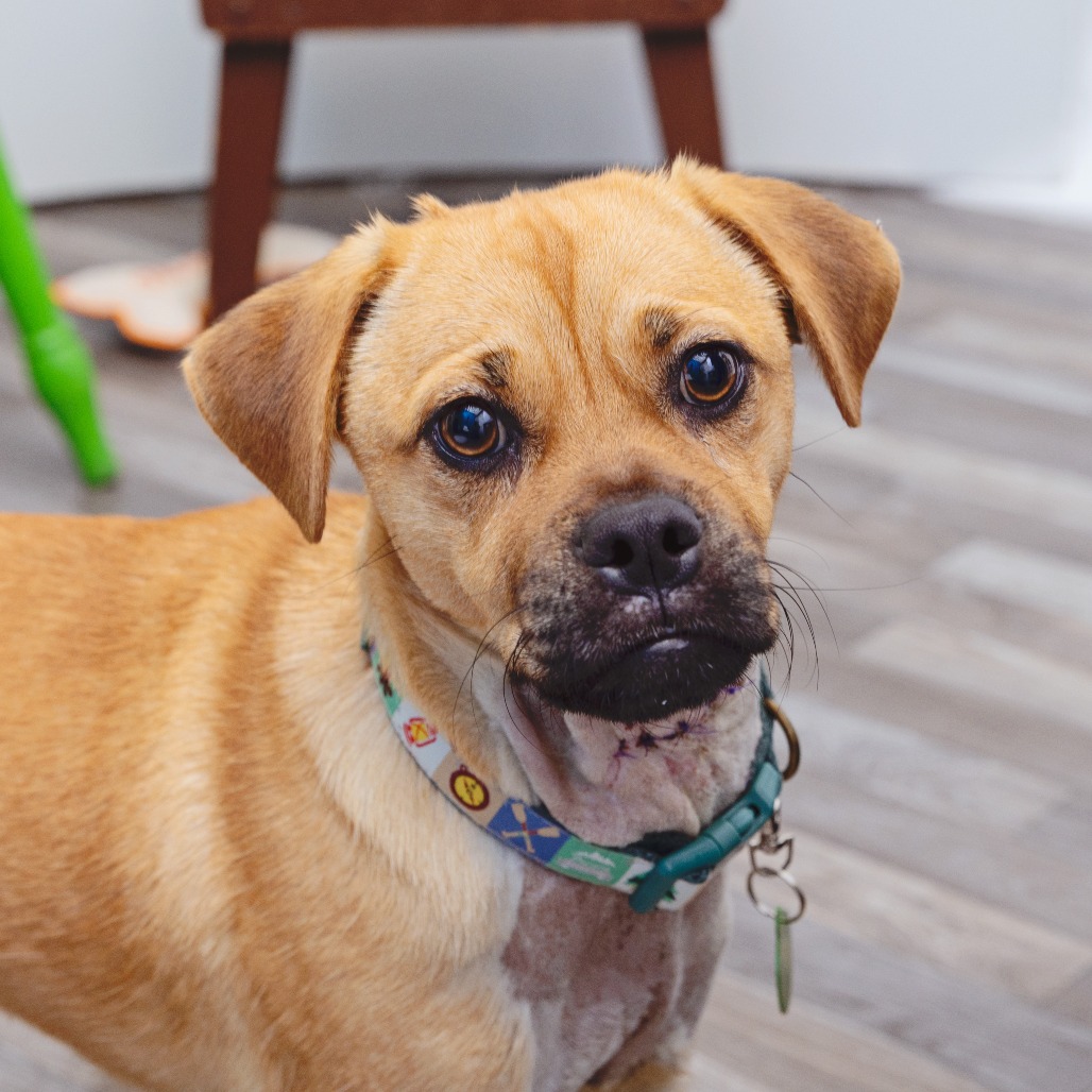 Warner - Pug/Mixed Breed (Small)