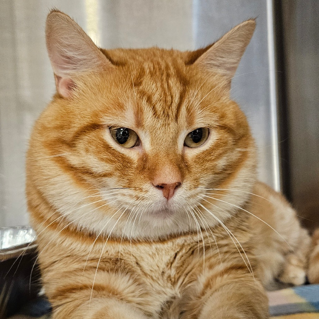 Kieran - Domestic Shorthair