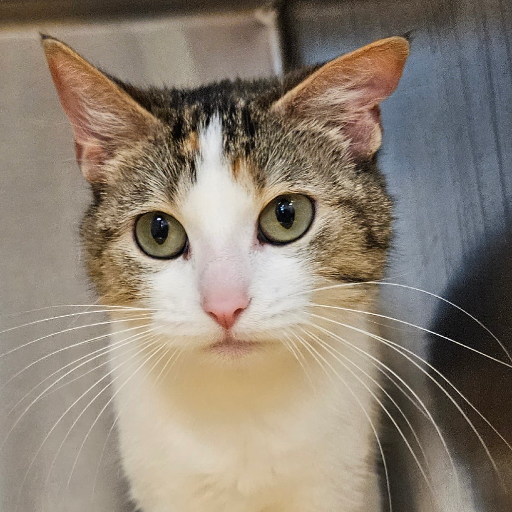 Patches - Domestic Shorthair