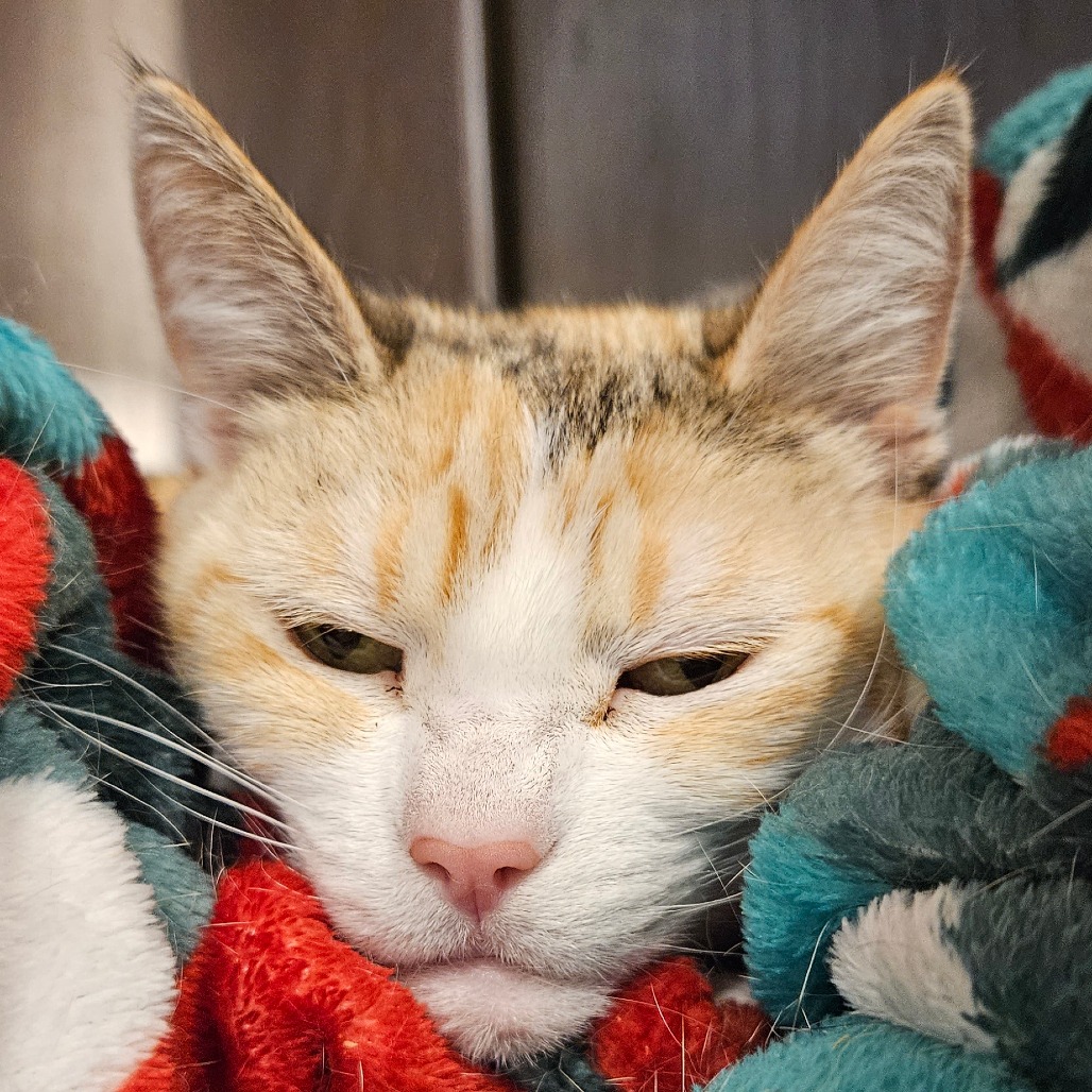 Pip - Domestic Shorthair
