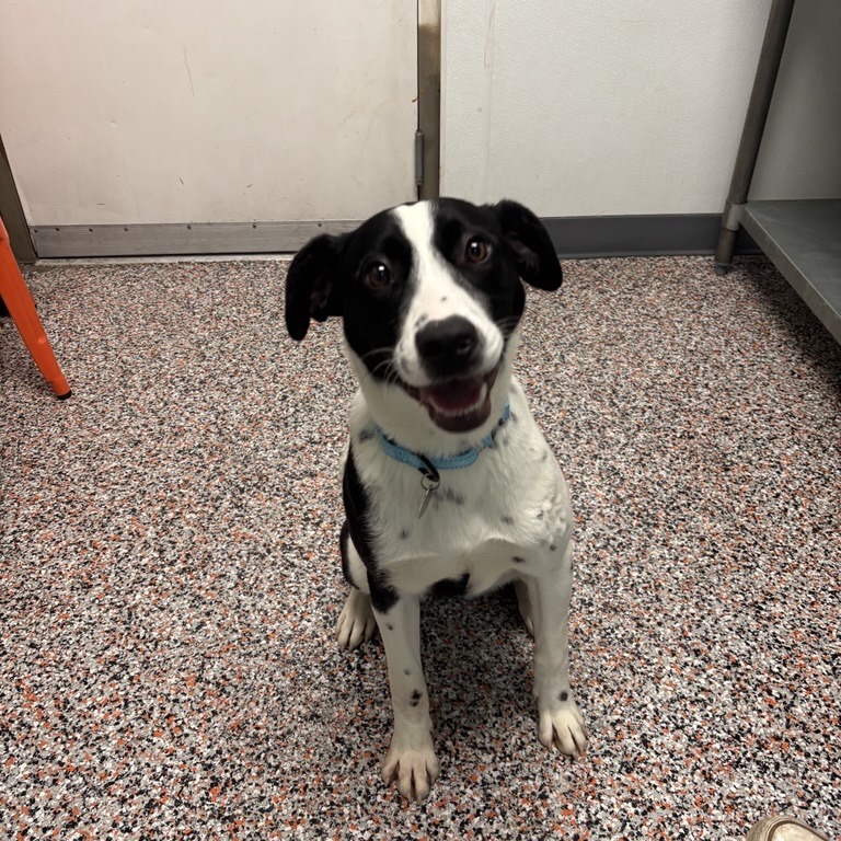 Raven - Collie, Border/Mixed Breed (Medium)