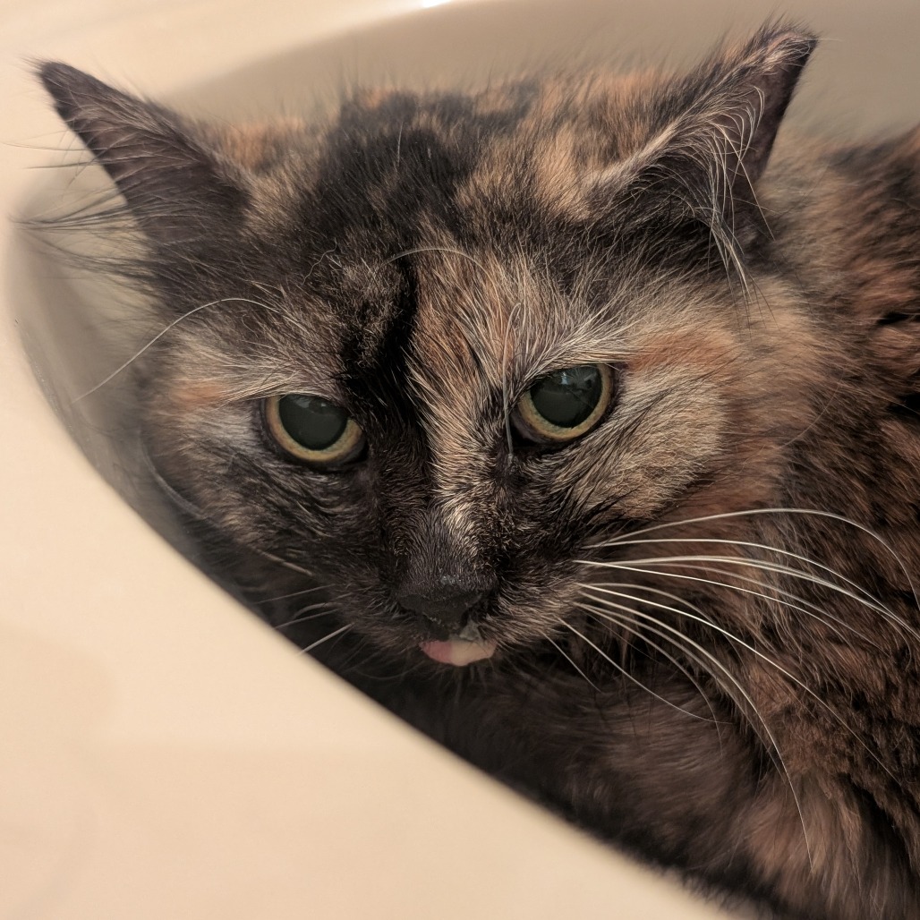 Medusa - Domestic Medium Hair