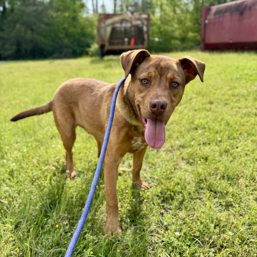 Taz - Mixed Breed (Medium)