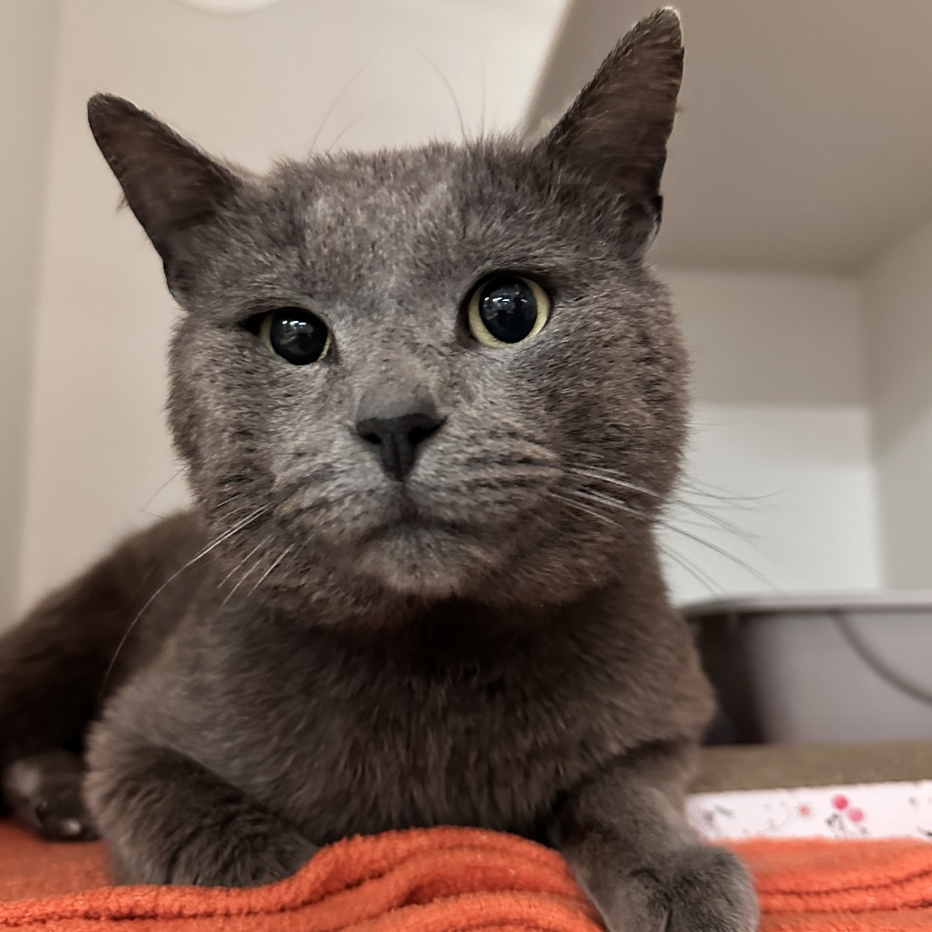 Vincent - Domestic Shorthair