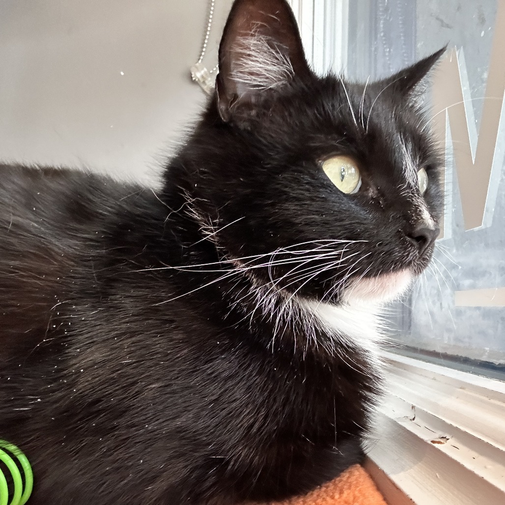 Oraya - Domestic Shorthair