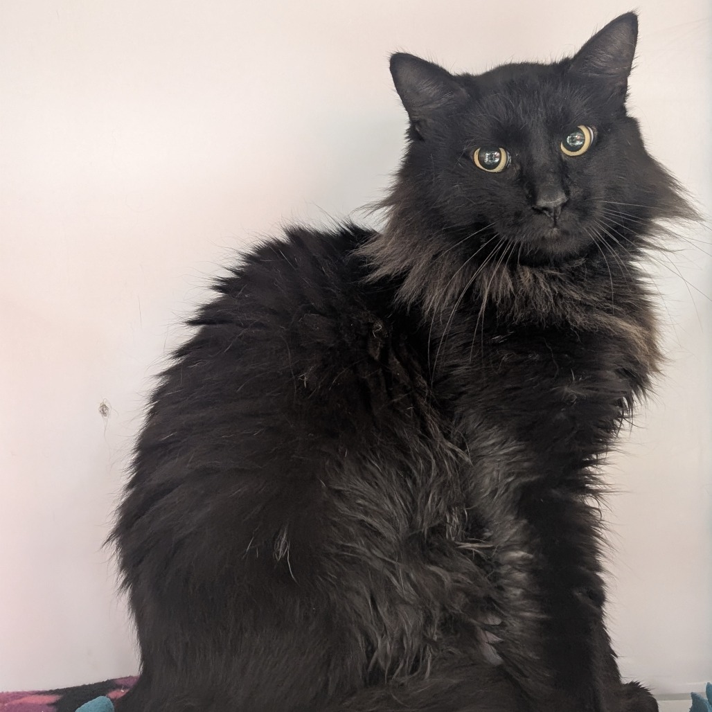 Asher - Domestic Medium Hair