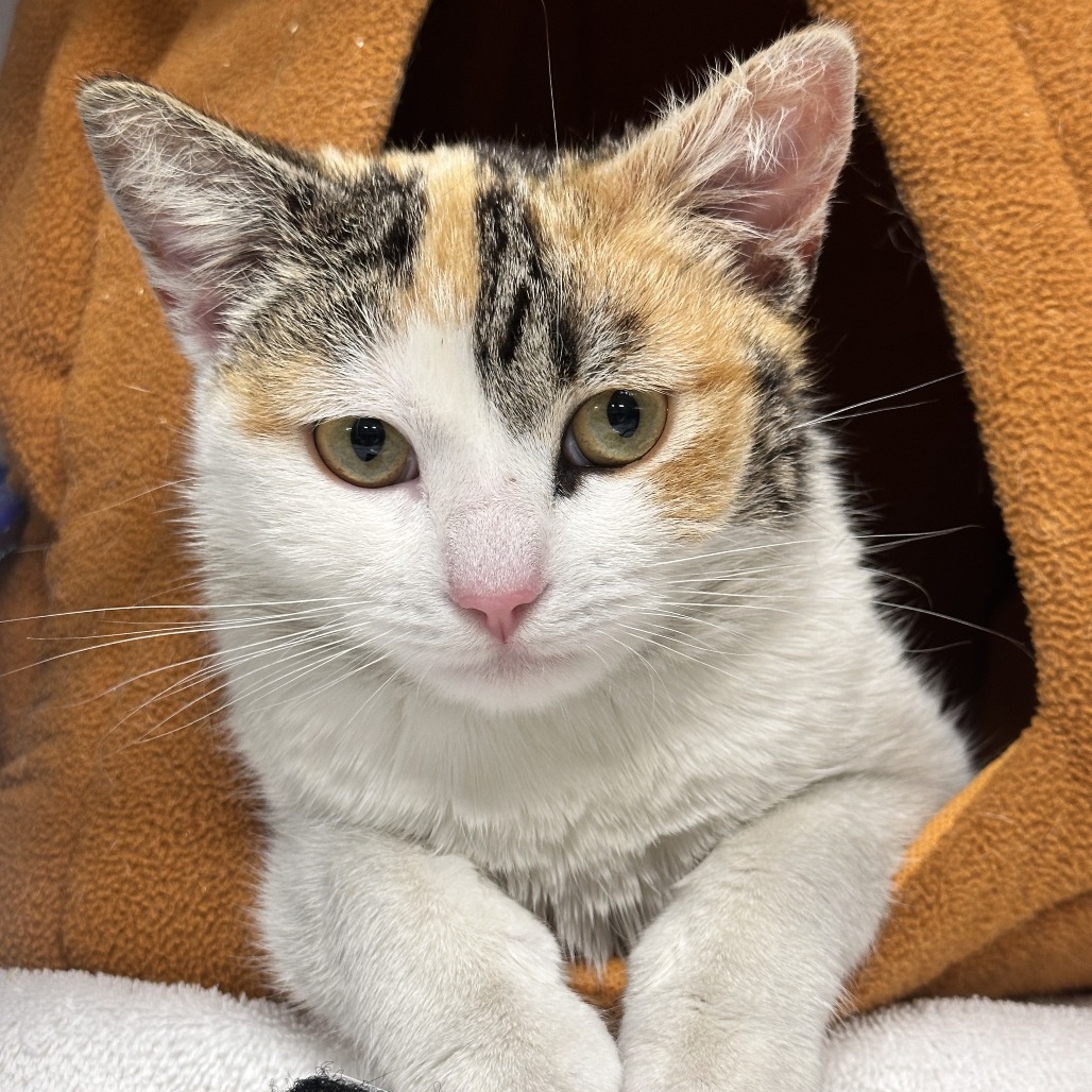 Echo - Domestic Shorthair