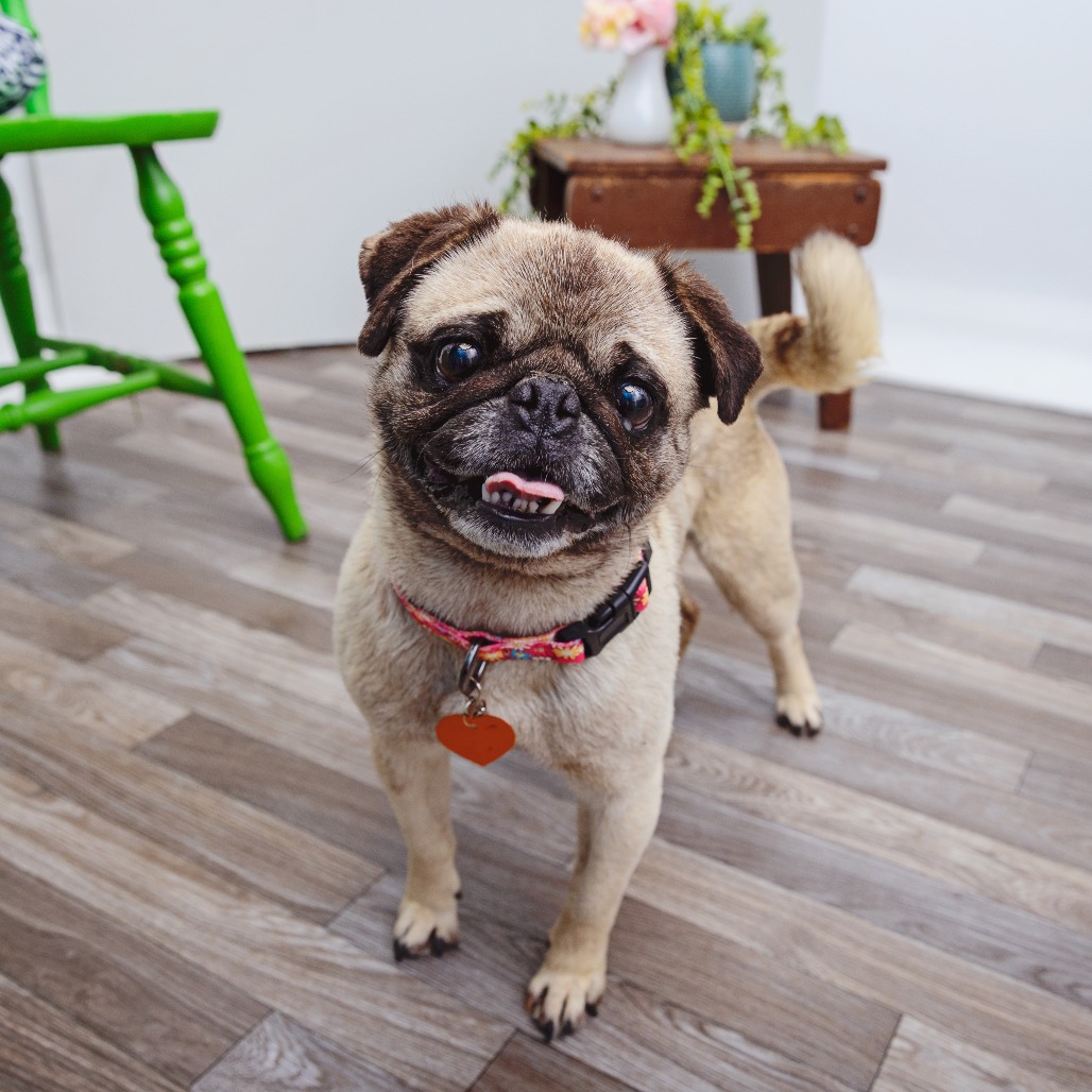 Olive - Pug/Mix