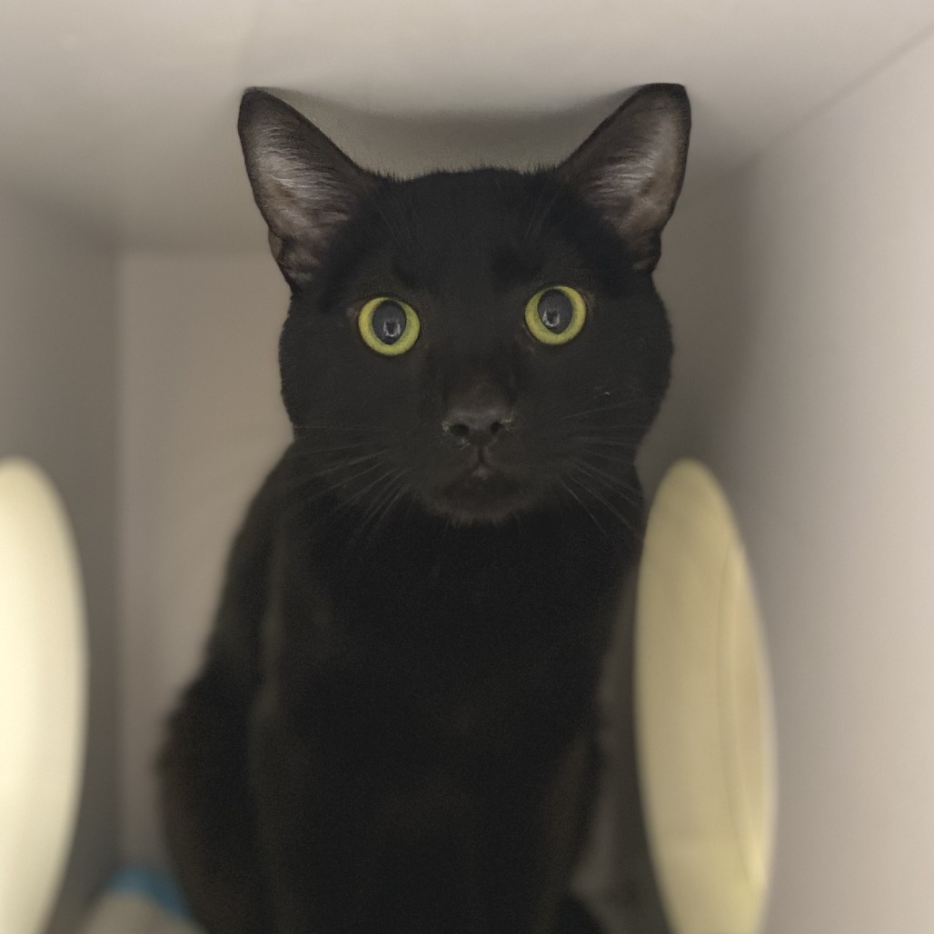 Saxon - Domestic Shorthair