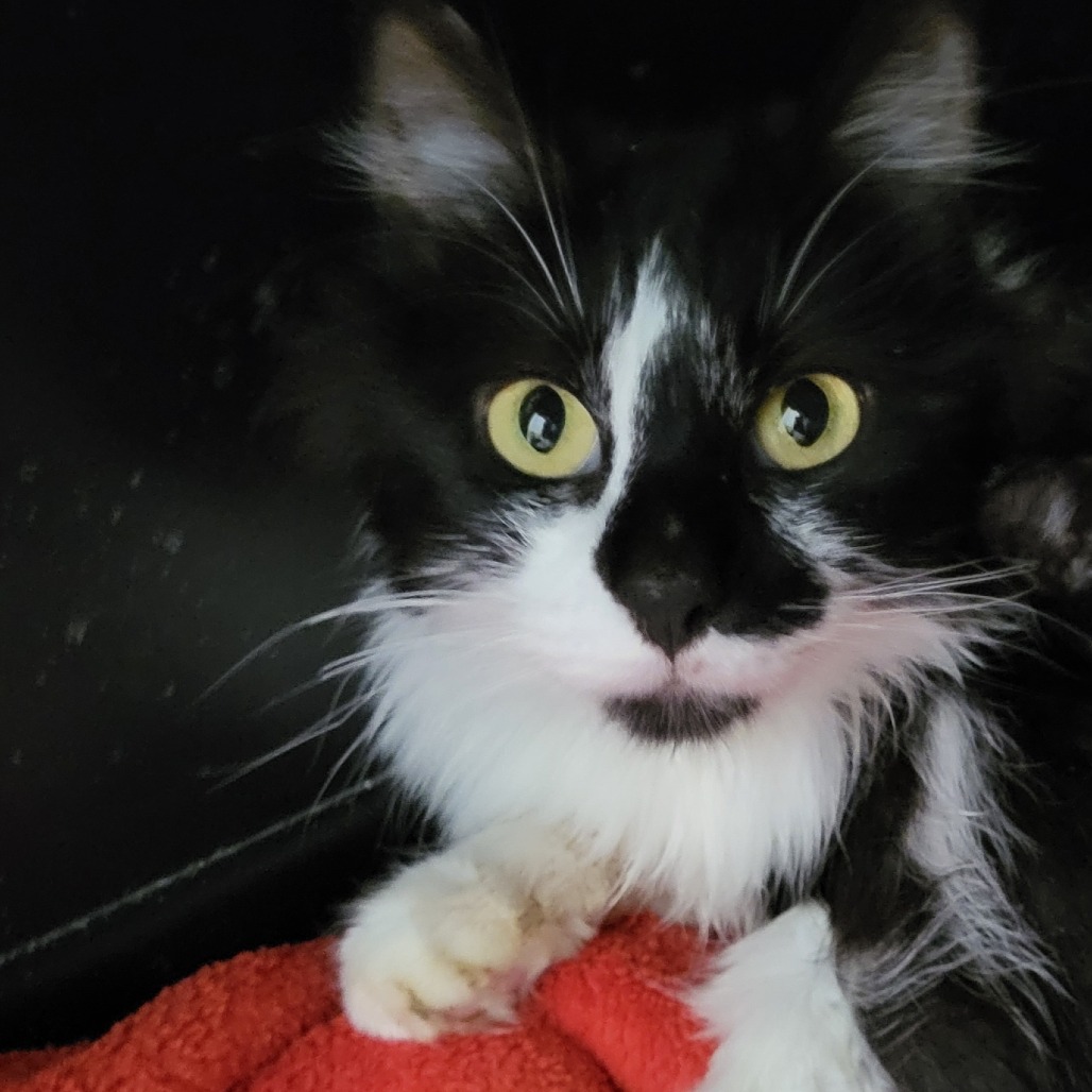 Cream Soda - Domestic Longhair