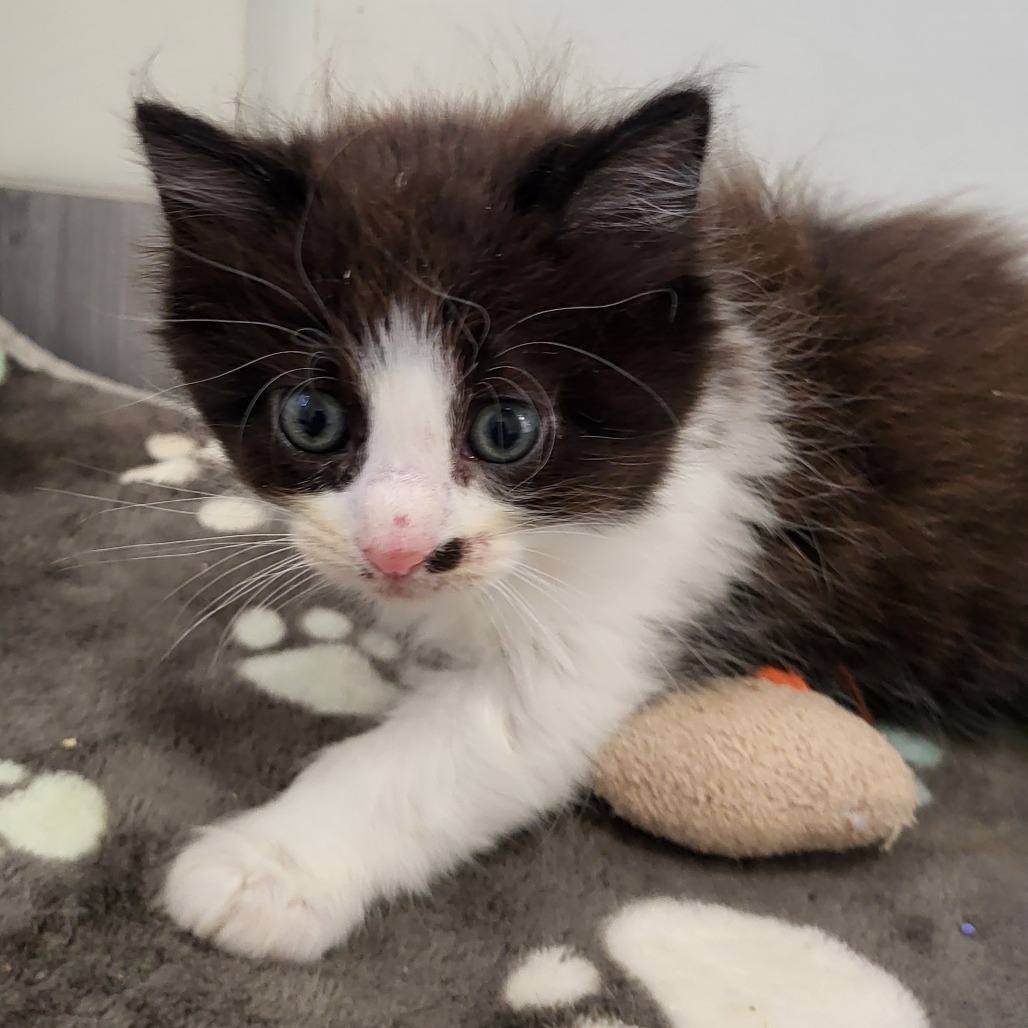 Fresca - Domestic Medium Hair