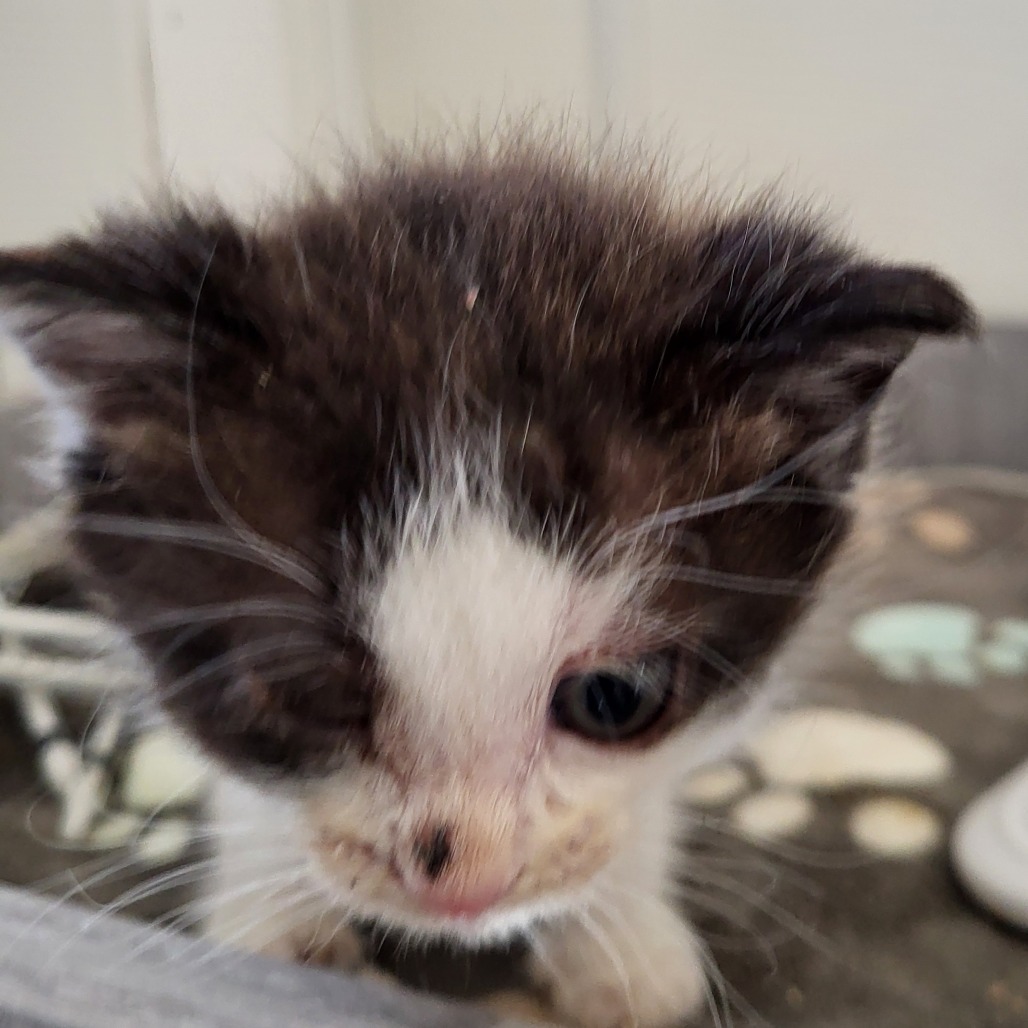 Fanta - Domestic Shorthair