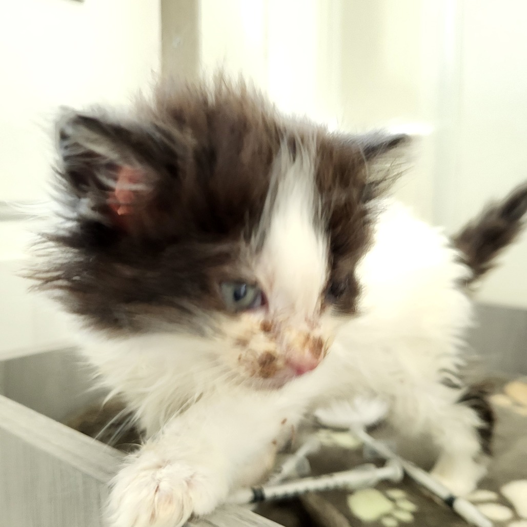 Grape Soda - Domestic Longhair