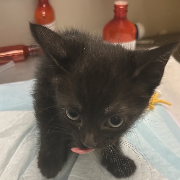Celestine - Domestic Shorthair