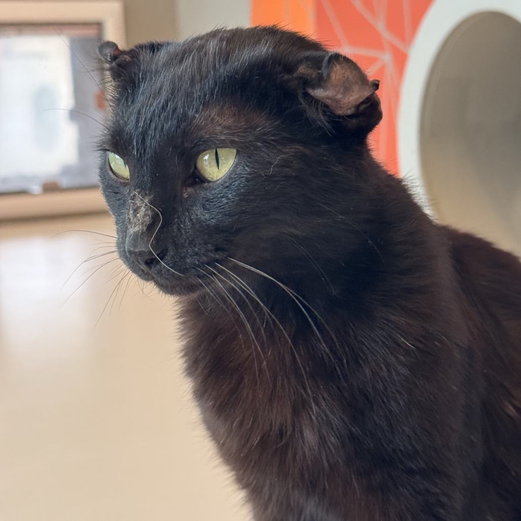 Astrid - Domestic Shorthair