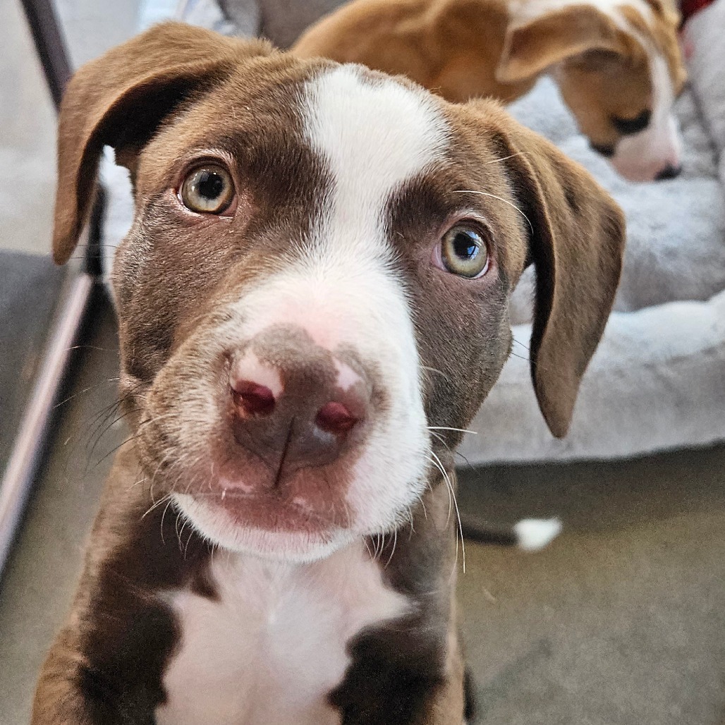 Wendall - Mixed Breed (Medium)