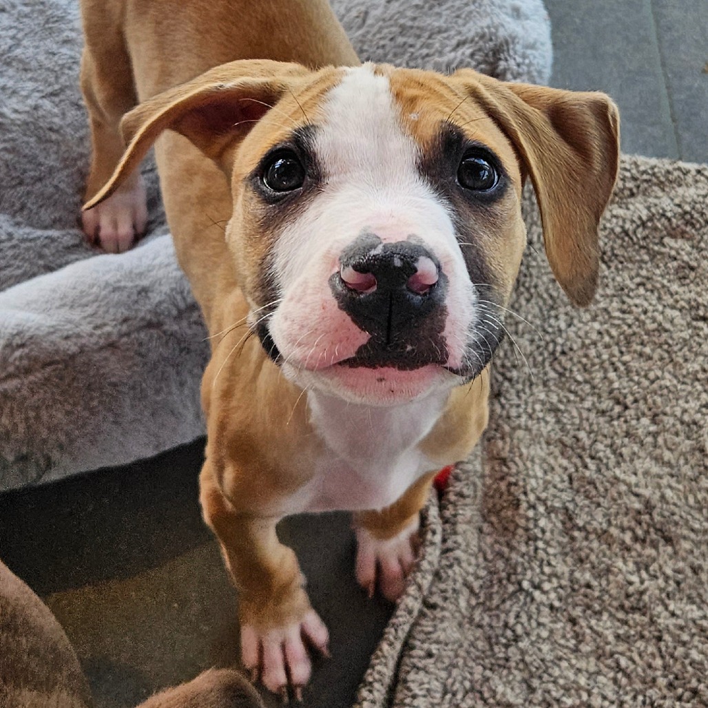 Wayne - Mixed Breed (Medium)